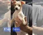 Small #6 Chihuahua Mix