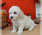 Small Photo #19 Poodle (Toy) Puppy For Sale in CHANUTE, KS, USA