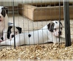 Small #2 American Bulldog
