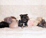 Small Photo #20 Chihuahua Puppy For Sale in CHARLESTON, AR, USA