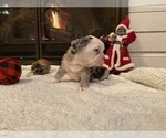 Small Photo #20 French Bulldog Puppy For Sale in KENDALL PARK, NJ, USA