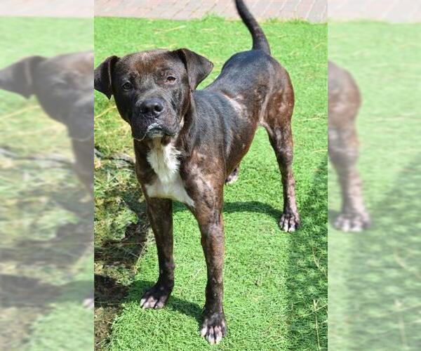 Medium Photo #4 Staffordshire Bull Terrier Puppy For Sale in Sugar Land, TX, USA