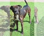 Small #3 Staffordshire Bull Terrier
