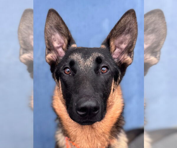 Medium Photo #5 German Shepherd Dog-Unknown Mix Puppy For Sale in Lake Forest, CA, USA