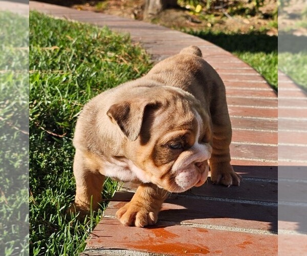 Medium Photo #2 Bulldog Puppy For Sale in RIVERSIDE, CA, USA