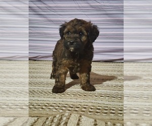 Whoodle Puppy for sale in NEW HAVEN, IN, USA