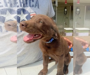 Labrador Retriever Puppy for sale in PORT ORCHARD, WA, USA