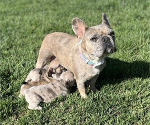 Mother of the French Bulldog puppies born on 04/18/2022