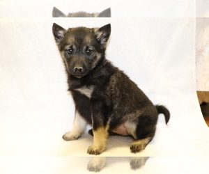 Norwegian Elkhound Puppy for sale in SHILOH, OH, USA