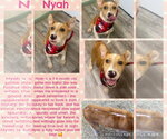 Small Photo #11 Jack Russell Terrier-Unknown Mix Puppy For Sale in Oakhurst, NJ, USA