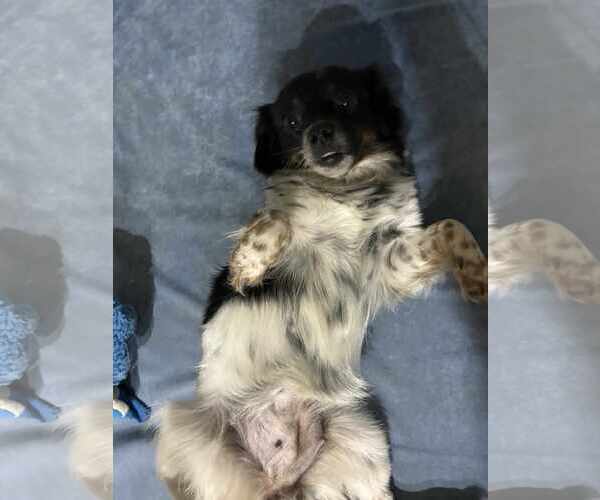 Medium Photo #2 Chihuahua-Unknown Mix Puppy For Sale in Holly Springs, NC, USA