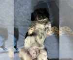 Small #1 Chihuahua Mix