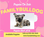 Image preview for Ad Listing. Nickname: Family Bulldog