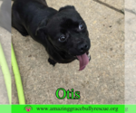 Small #3 Pug