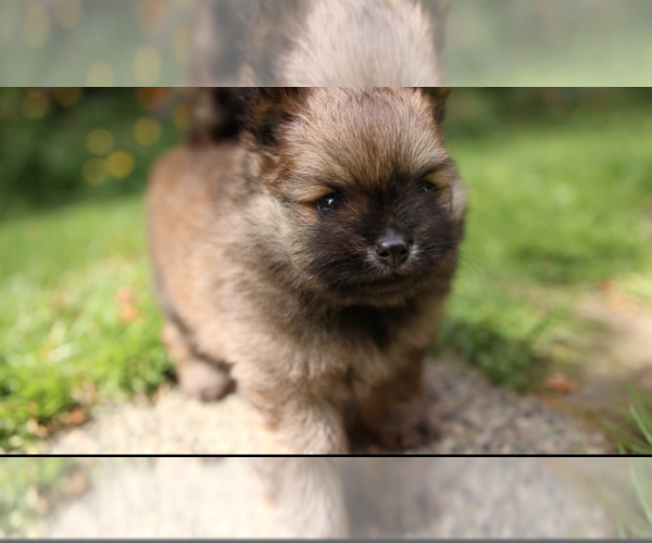 Medium Photo #7 Pomeranian Puppy For Sale in EVERETT, WA, USA