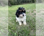 Small #44 Cavapoo-Poodle (Miniature) Mix