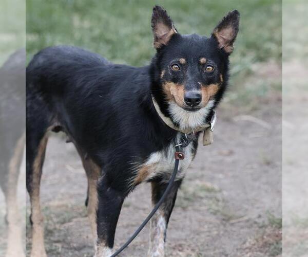 Medium Photo #1 Mutt Puppy For Sale in Modesto, CA, USA