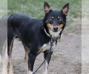 Mutt Dogs for adoption in Modesto, CA, USA