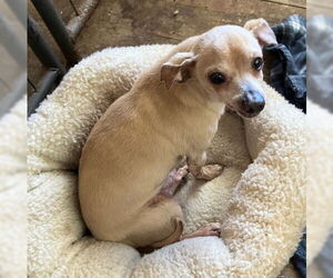 Chihuahua-Unknown Mix Dogs for adoption in Ventura, CA, USA