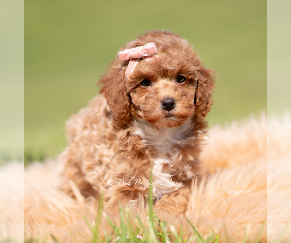 Medium Photo #79 Poodle (Miniature) Puppy For Sale in WARSAW, IN, USA