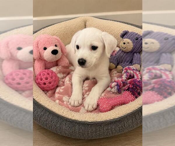 Medium Photo #1 Mutt Puppy For Sale in Globe, AZ, USA