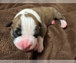 Small Photo #17 Boxer Puppy For Sale in PONTOTOC, MS, USA