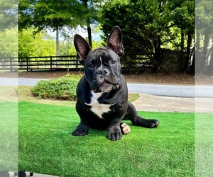 American Bully Puppy for Sale in COVINGTON, Georgia USA