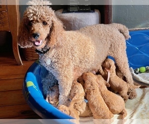 Mother of the Poodle (Standard) puppies born on 12/16/2022