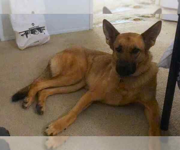 Medium Photo #1 German Shepherd Dog Puppy For Sale in ESCONDIDO, CA, USA