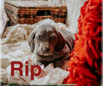 Small Photo #8 Weimaraner Puppy For Sale in TALKING ROCK, GA, USA