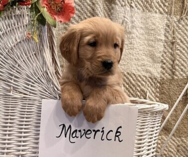 Medium Photo #5 Golden Retriever Puppy For Sale in OWEN, WI, USA