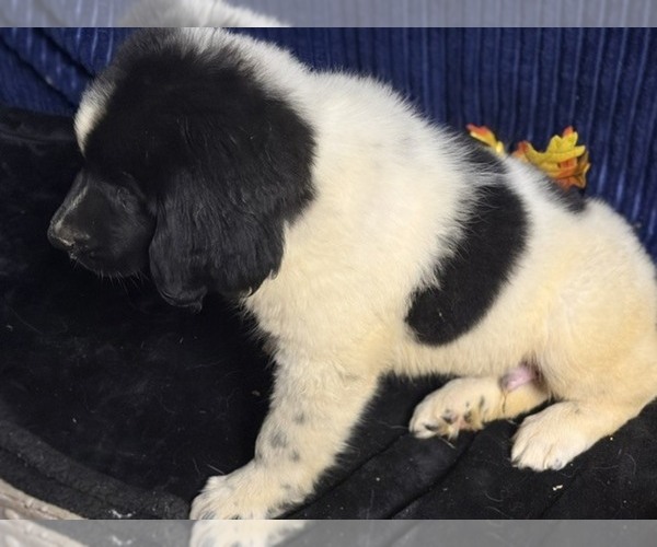 Medium Photo #17 Newfoundland Puppy For Sale in AURORA, IN, USA