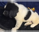Small Photo #17 Newfoundland Puppy For Sale in AURORA, IN, USA