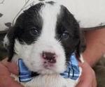 Small Photo #3 English Springer Spaniel Puppy For Sale in MARTINSBURG, WV, USA