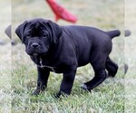 Small #3 Cane Corso