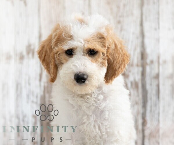 Medium Photo #1 Goldendoodle (Miniature) Puppy For Sale in SUNBURY, PA, USA
