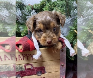 Medium Shorkie Tzu-Yorkshire Terrier Mix