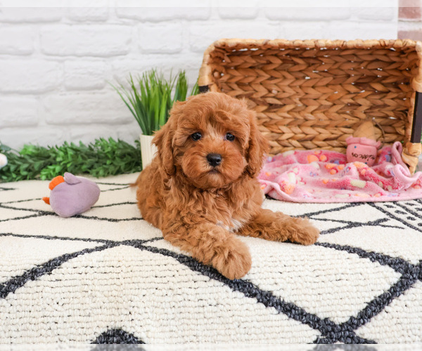 Medium Photo #6 Cavapoo (Miniature) Puppy For Sale in SYRACUSE, IN, USA