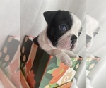 Puppy 4 Boston Terrier