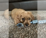 Small Photo #1 Cavapoo Puppy For Sale in HARRISON, AR, USA