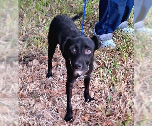 Medium Photo #3 Mutt Puppy For Sale in Missouri City, TX, USA