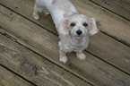 Small Photo #1 Maltipoo Puppy For Sale in JASPER, GA, USA