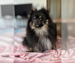 Pomeranian Puppy for sale in SHERMAN OAKS, CA, USA