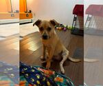 Small Photo #8 Mutt Puppy For Sale in pomfret, CT, USA
