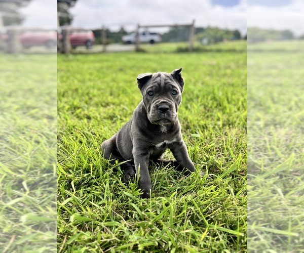Medium Photo #1 Cane Corso Puppy For Sale in CLARKRANGE, TN, USA
