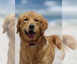 Mutt Dogs for adoption in Cliffwood, NJ, USA