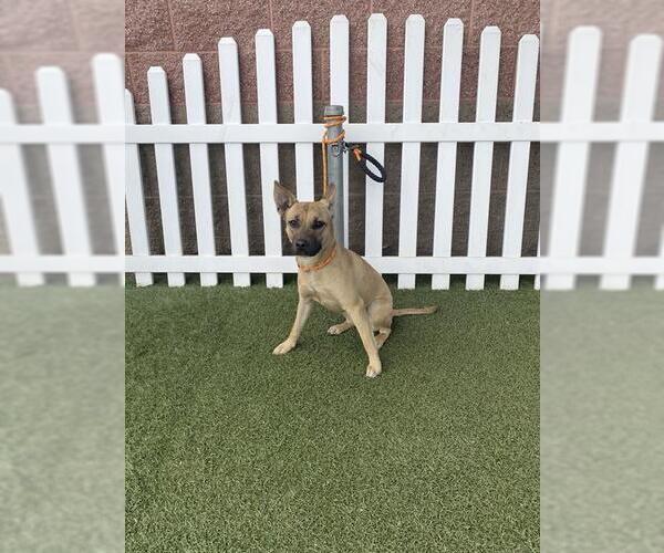 Medium Photo #1 German Shepherd Dog-Unknown Mix Puppy For Sale in Modesto, CA, USA