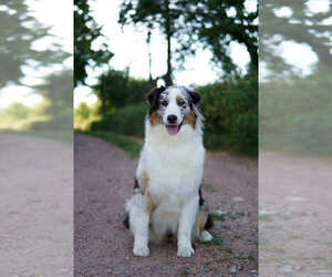Mother of the Australian Shepherd puppies born on 06/22/2025