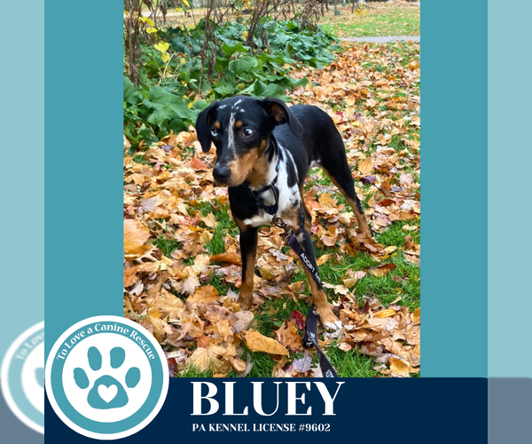 Medium Photo #6 Mutt Puppy For Sale in Kimberton, PA, USA