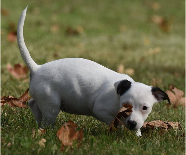 Medium Photo #7 Jackshund Puppy For Sale in Mechanicsburg, PA, USA